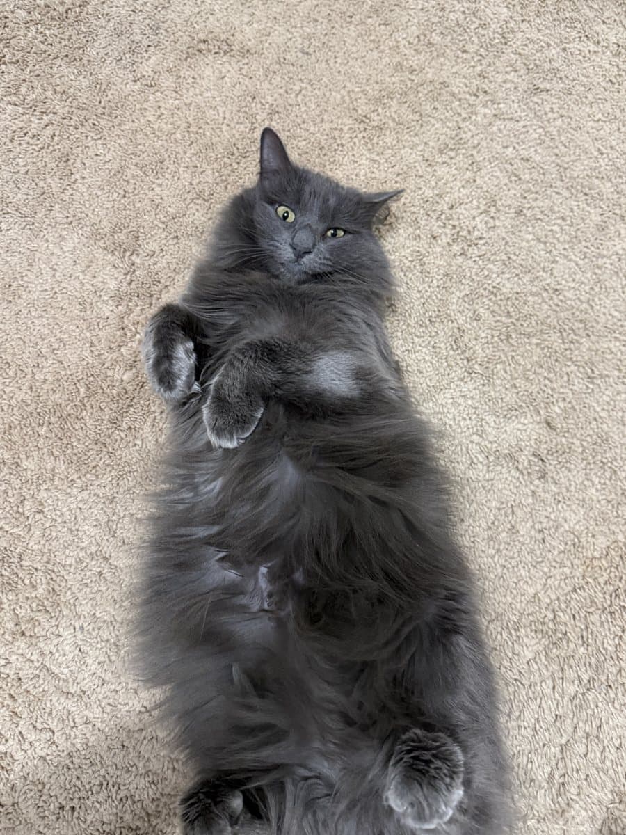 The real photo of the fluffy gray cat that was uploaded