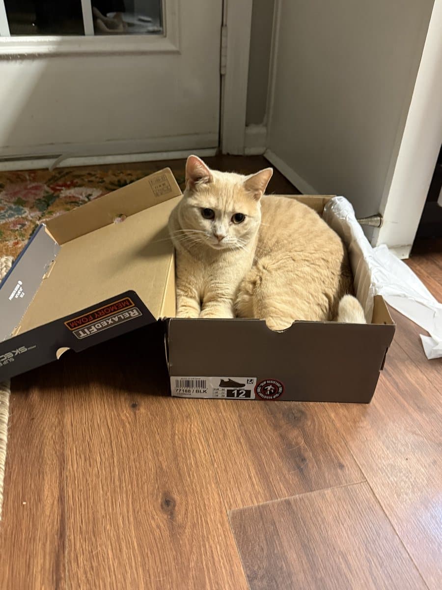 The real photo of the cream tabby that was uploaded